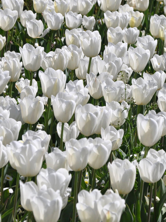 Triumph Tulip Royal Virgin White