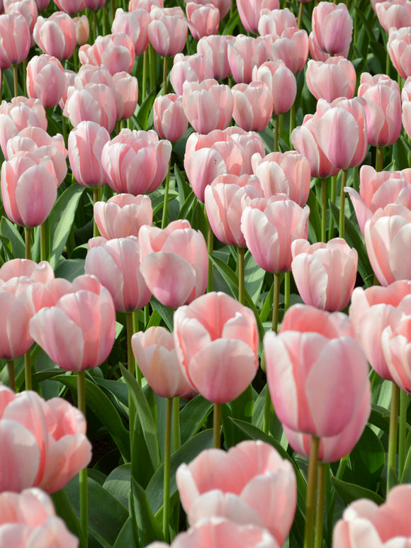 Tulip Salmon Impression Flower Bulbs