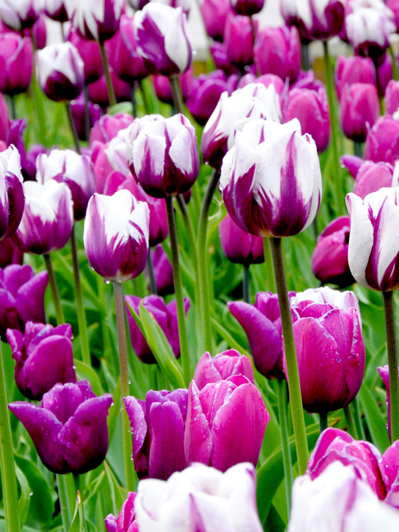 Tulip Seattle Triumph Collection by DutchGrown Purple and White Flowers