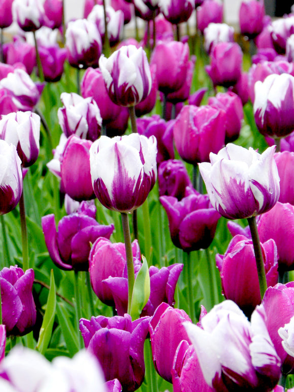 Triumph Tulip Mix Purple and White