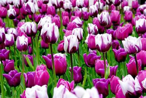 Triumph Tulip Mix Seattle Collection Purple and White