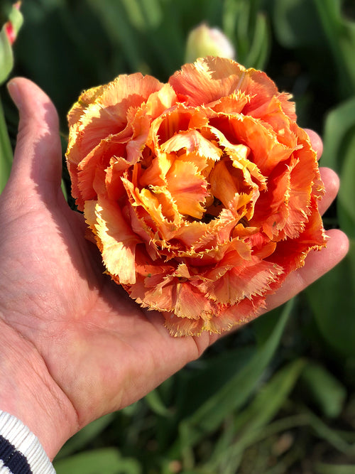 Tulip Sensual Touch Giant Flower in my hand
