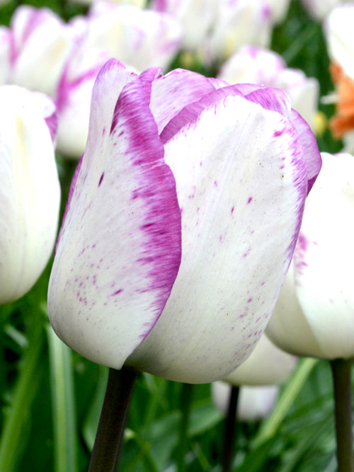 Wholesale Tulip Shirley Bulbs