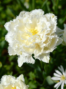 Tulip Snow Crystal