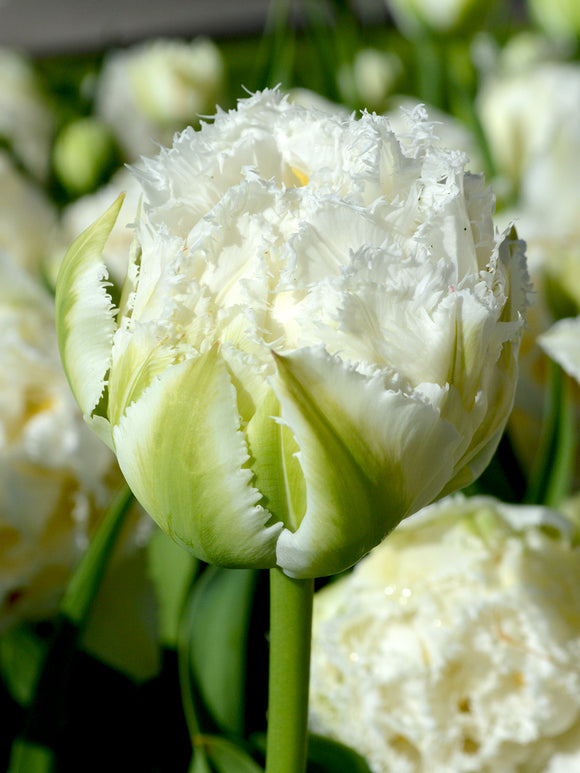Tulip snow crystal double fringed peony white