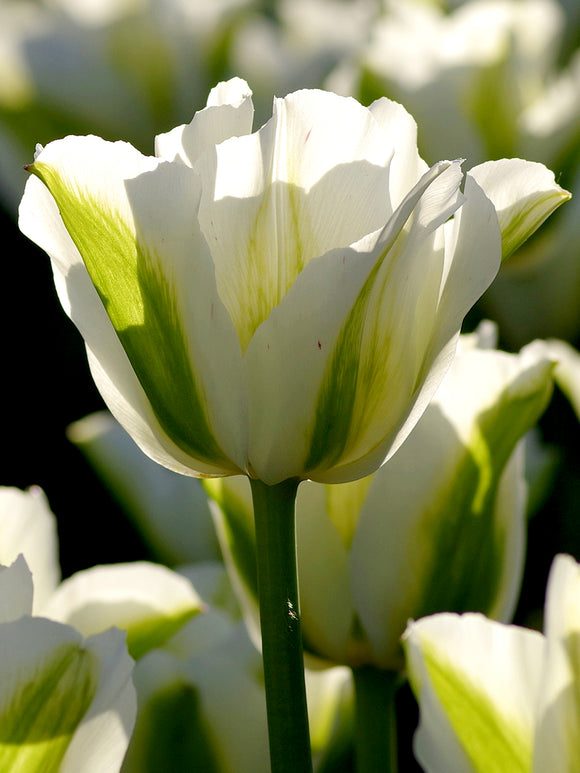 Viridiflora Tulip White Spring Green Bulbs