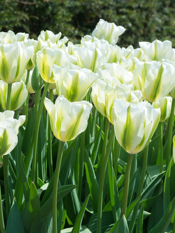 Viridiflora Tulip White Spring Green Bulbs