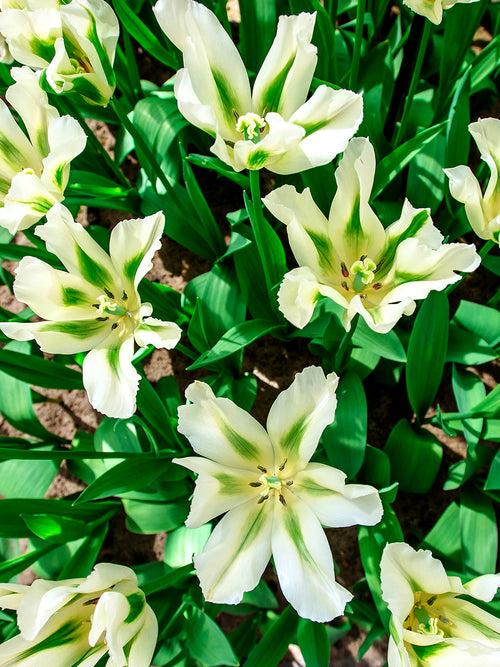 Viridiflora Tulip White Spring Green Bulbs