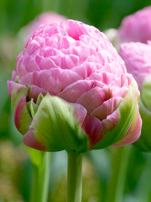 Tulip Strawberry Cream Exclusive Peony Pink Flowers