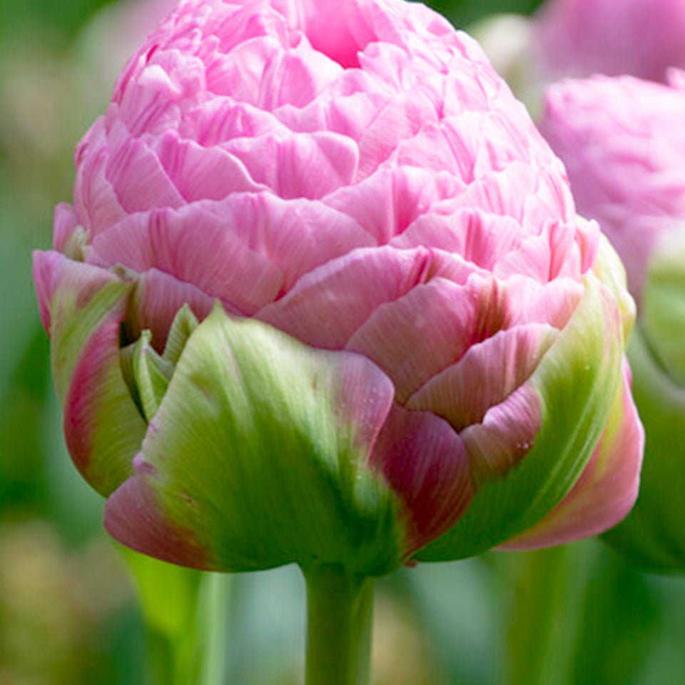 Tulip Strawberry Cream