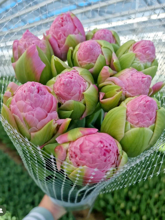 Tulip Strawberry Cream as cut flowers