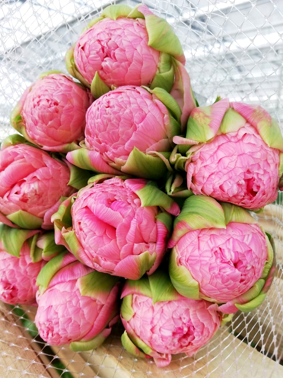 Tulip Strawberry Cream | Amazing Flower Bulbs | DutchGrown™