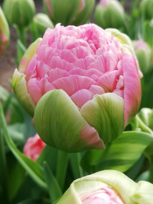 Tulip Strawberry Cream exclusive flower bulbs