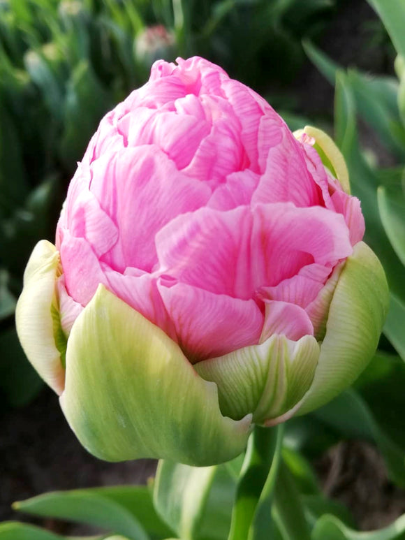 Tulip Strawberry Cream Pink