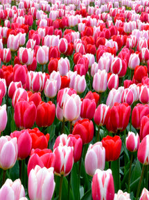 Tulip Strawberry Fields Collection