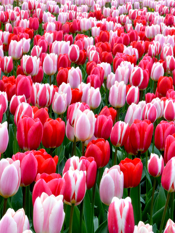 Tulip Strawberry Fields Collection by DutchGrown Red Pink and White tulips