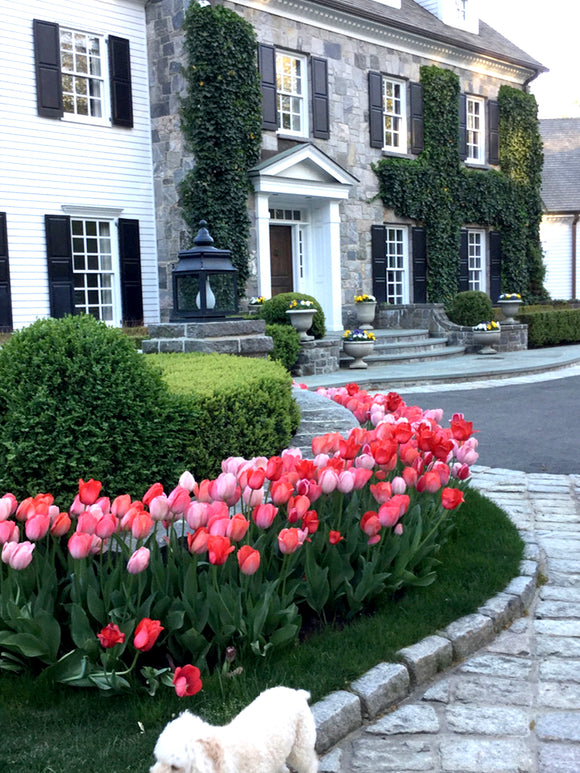 Tulip Bulbs - Pink darwin mix