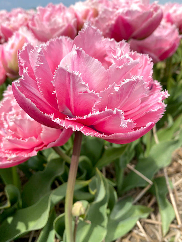 Tulip Sugar Crystal pink fringed