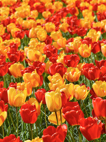 Tulip Sunny Days Collection