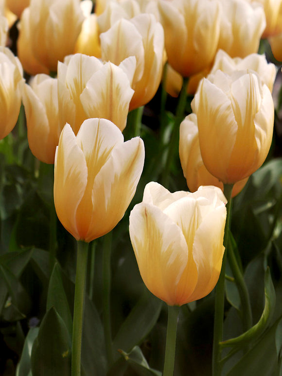 Tulip Sweetheart White and Yellow Flamed