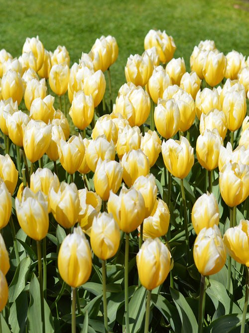 Tulip Sweetheart White and Yellow Flamed