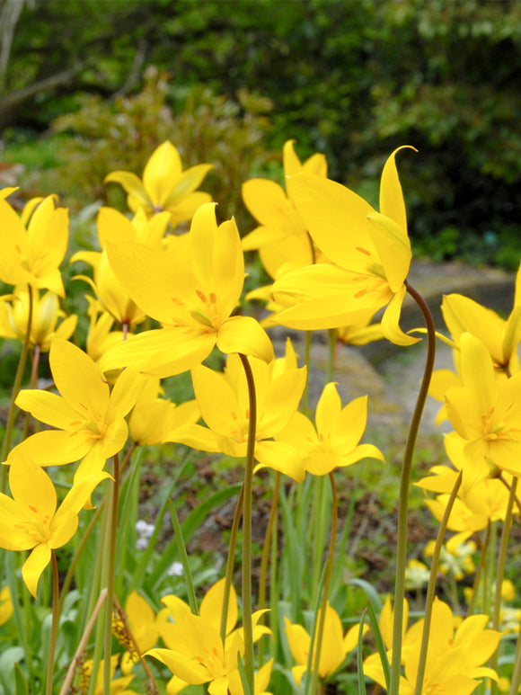 Tulip Sylvestris