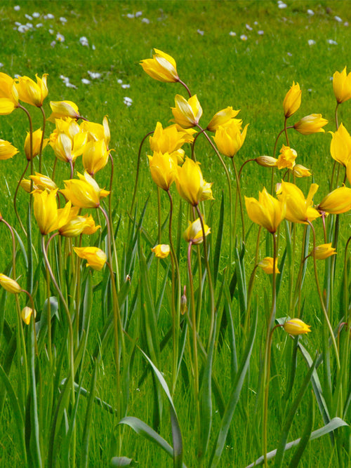Tulip Sylvestris Bulbs