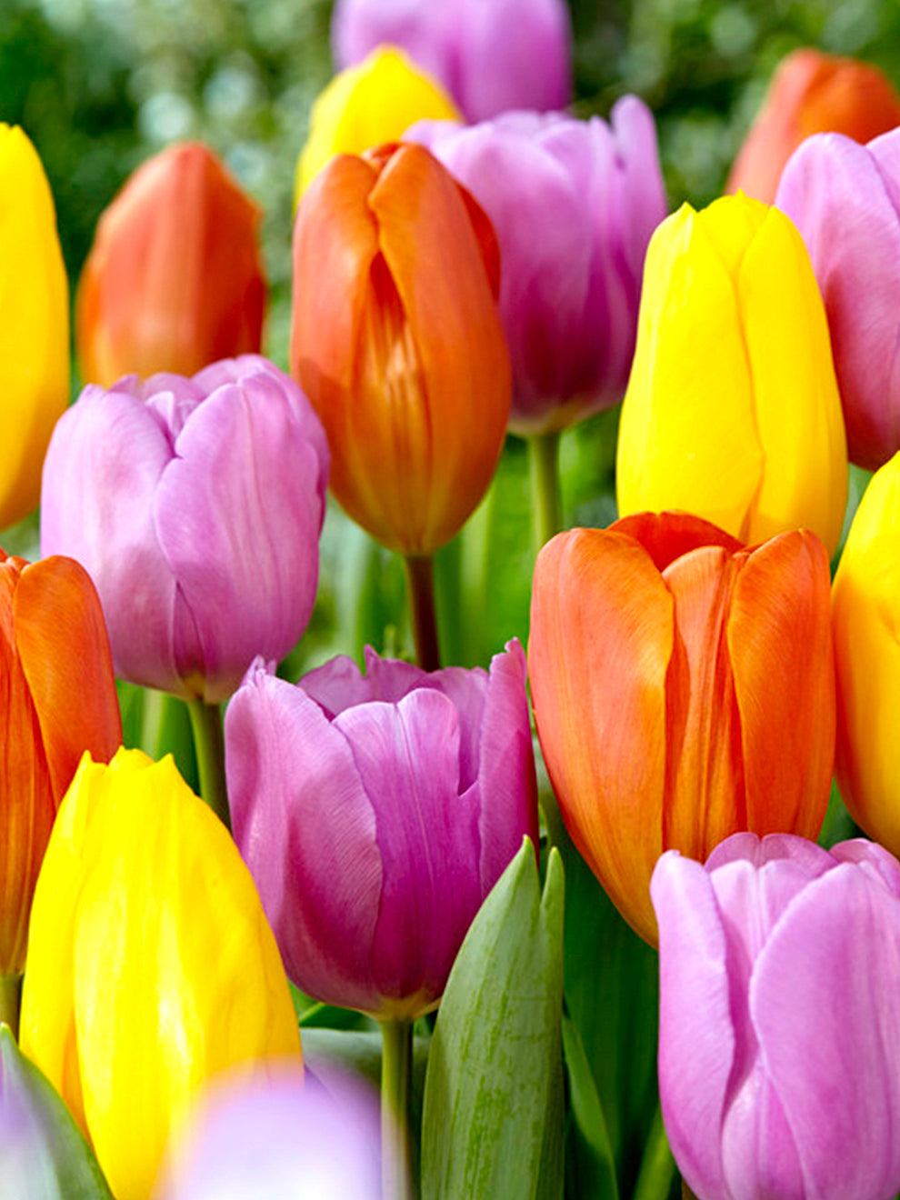 Tulip Tequila Sunrise Collection | Top Quality Tulips | DutchGrown™