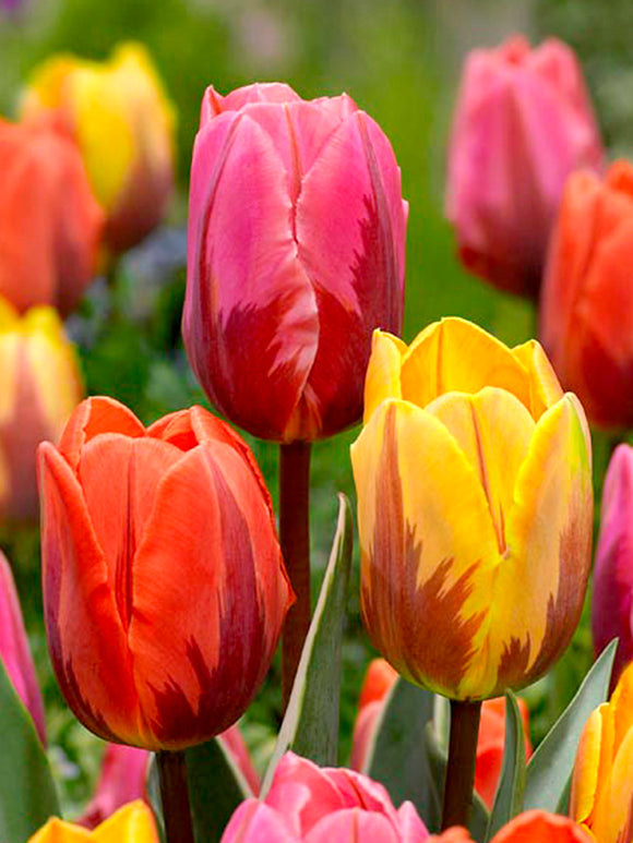 Tulip flower bulb collection The Legends by DutchGrown