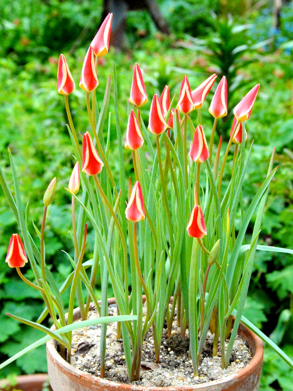 Tulip Tinka in pot