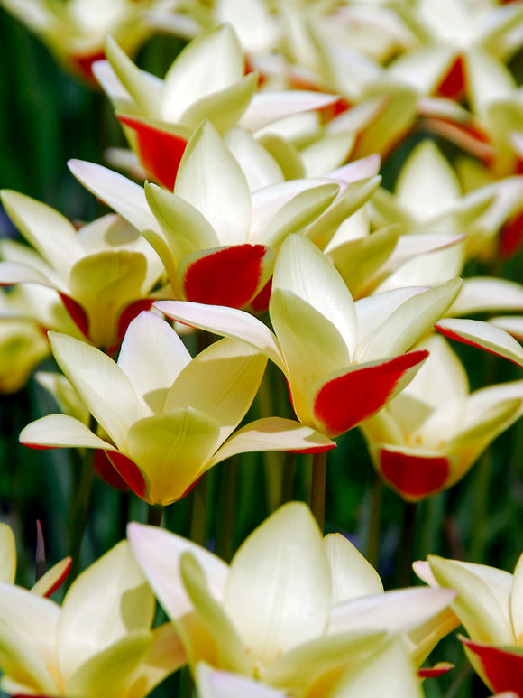 Miniature Tulip Tinka Bulbs Close Up