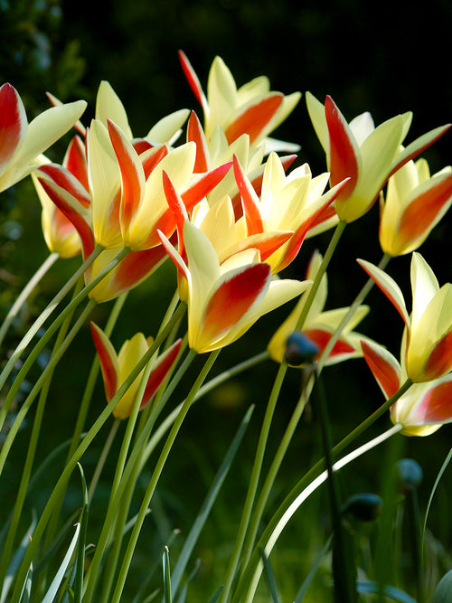 Miniature Tulip Tinka Bulbs