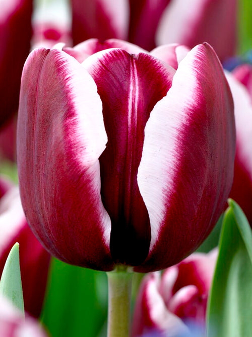 Tulip Tiramisu