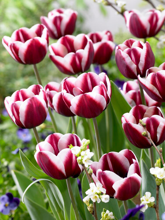 Tulip Tiramisu Purple and White edge
