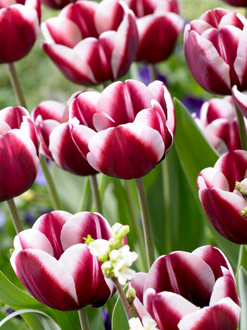 Tulip Tiramisu Purple Flower with White Edge