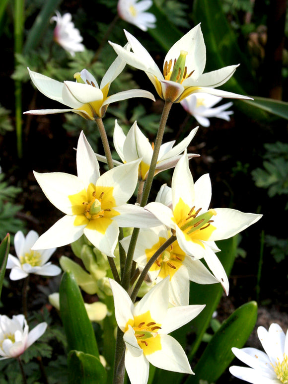 Tulip Turkestanica