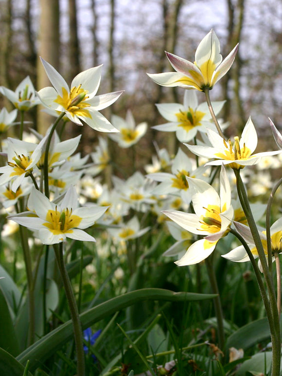 Miniature Wild Tulip White Turkestanica bulbs