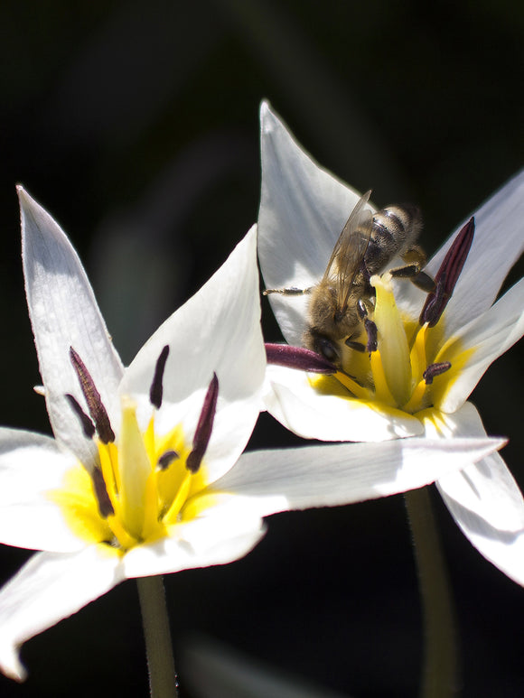 Miniature Wild Tulip White Turkestanica bulbs