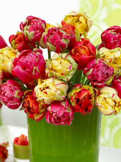 French Tulips - Perfect Cut Flowers - Tulip Bulbs - Red, Pink, Yellow, Orange