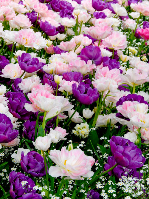 Double Tulip Mix Pink and Blue Purple