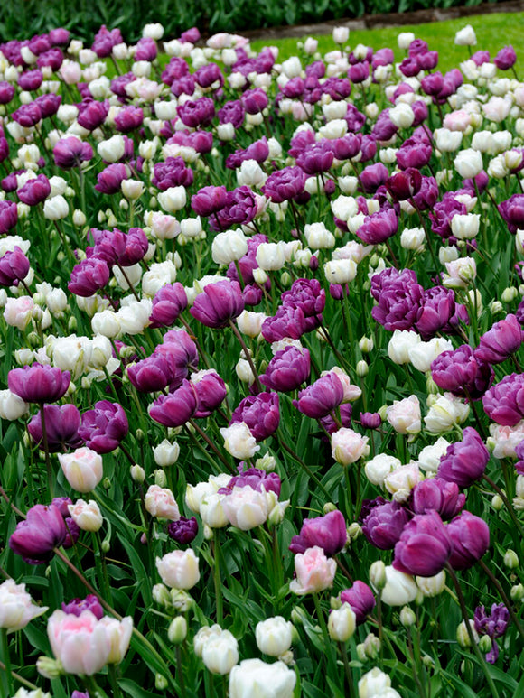 Double Tulip Bulbs Purple Blue and Pink Mix