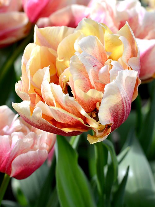 Tulip Verona Sunrise - Pink, Champagne and Peach