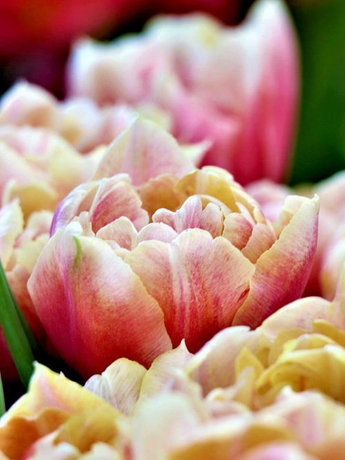 Tulip Verona Sunrise - Pink, Champagne and Peach