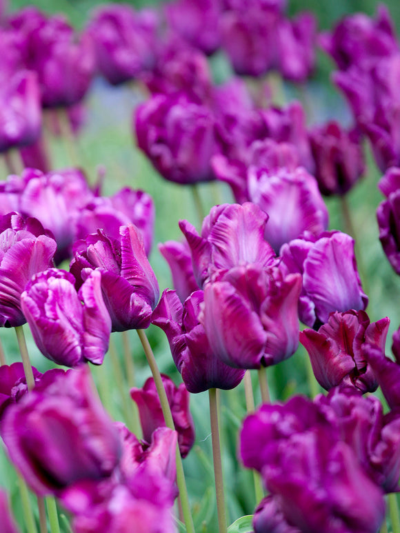 Parrot Tulip Victoria's Secret - Purple, Blue Lavender Fall Planted Flower Bulbs