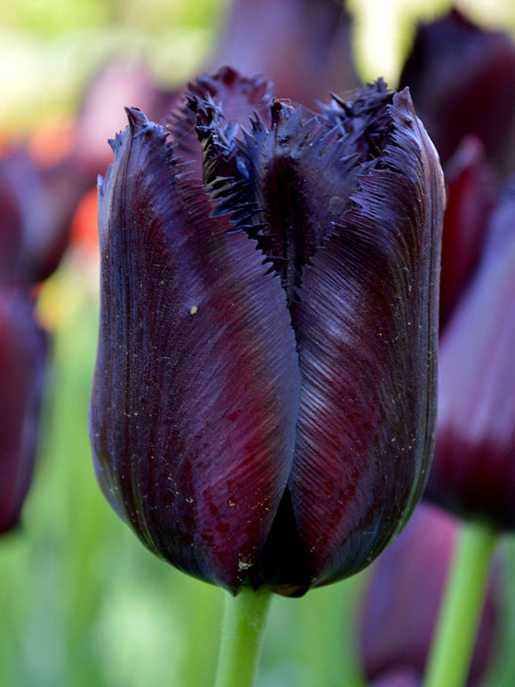 Black Tulip Fringed Vincent Van Gogh