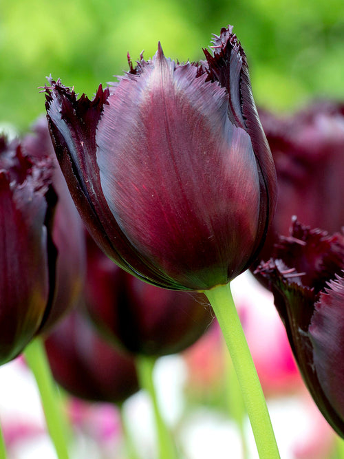 Exclusive tulip bulbs Fringed black tulip - Vincent van Gogh