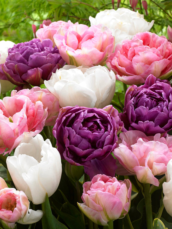 Tulip Wedding Gift Collection Mixed Double Pink Purple and White Tulips