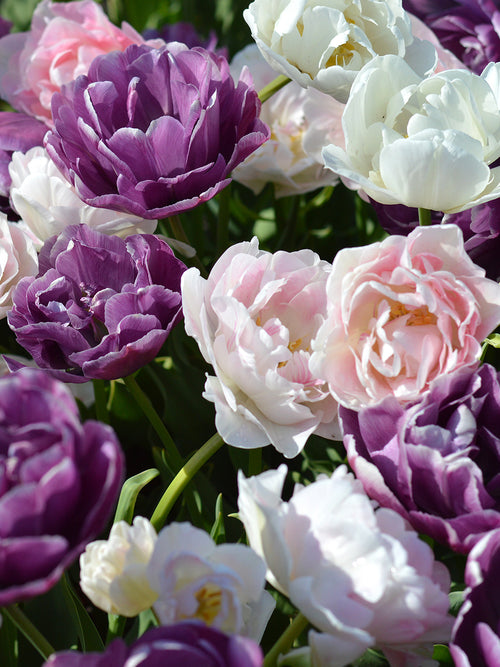 Tulip Wedding Gift Collection, Purple, Pink and White Mix of Double Tulips