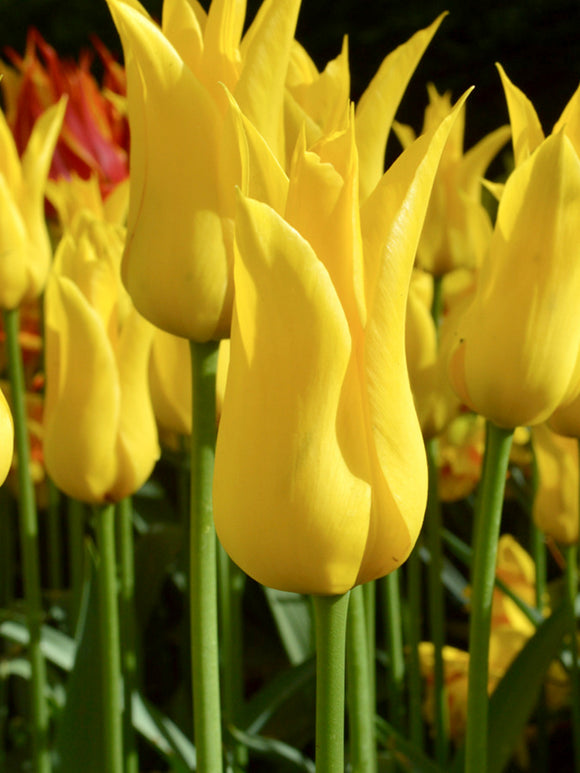 Yellow Lily Flowering Tulip - West Point