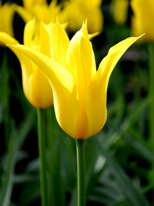 Lily Flowering Tulip - West Point